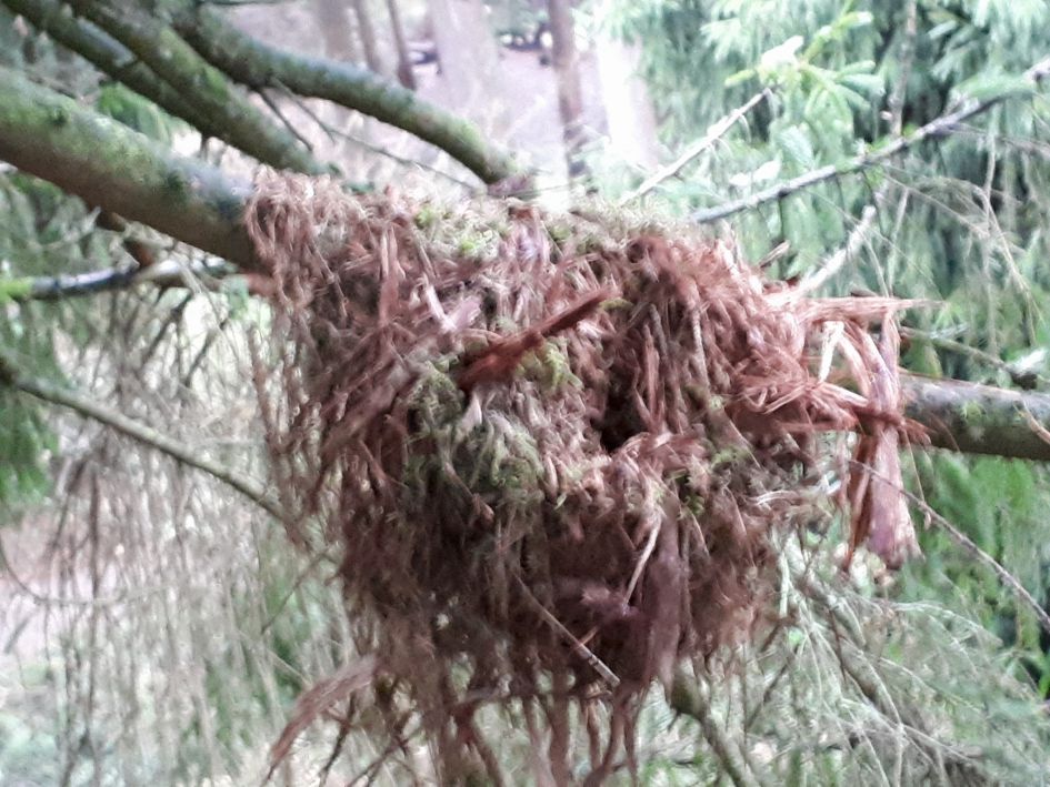 Vreemd nest